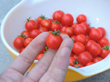 Tomato seeds dwarf for sale  Ireland