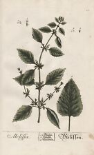 Melissa Melisse Lemon balm Botanik Blackwell Kräuterbuch engraving comprar usado  Enviando para Brazil