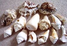 Natural sea shells for sale  LONDON
