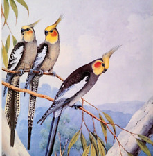 Australian birds cockatiel for sale  Sahuarita