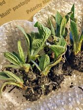 Comfrey bocking plant for sale  Lancaster