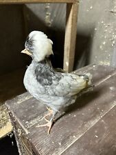 Polish bantam hatching for sale  CASTLEDERG