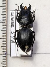 Carabidae scaritinae ssp d'occasion  Gorron