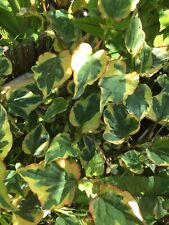 Houttuynia cordata variegata for sale  ORPINGTON