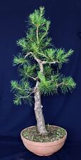 Yamadori bonsai forest for sale  Shipping to Ireland