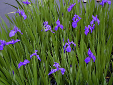 Blue iris reed for sale  BUCKFASTLEIGH