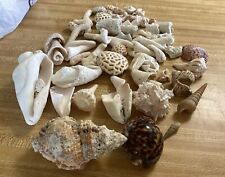 variety sea shells huge for sale  Hammond