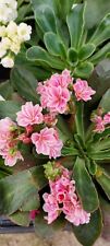 Lewisia elise mixed for sale  STANLEY