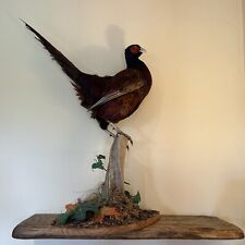 Pheasant male mounted for sale  NEWTOWNARDS