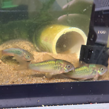 Emerald green cory for sale  Windsor