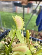 Dionaea muscipula ghost for sale  CHELMSFORD