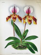 Orchid cypripedium linden for sale  SHREWSBURY