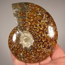 3.8 whole ammonite d'occasion  Expédié en Belgium