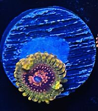 zoanthid coral for sale  Columbia