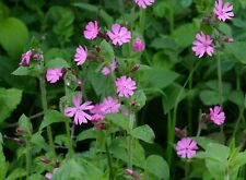 Red campion silene for sale  GREENOCK