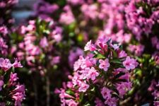 Weigela florida pink gebraucht kaufen  Eslohe