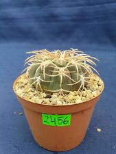Gymnocalycium spegazzinii 2456p for sale  Shipping to South Africa