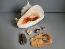 Fossilien konvolut schwarzkreb gebraucht kaufen  Steinheim,-Kl.-Auheim