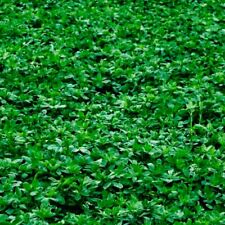 Alfalfa cover crop for sale  Minneapolis