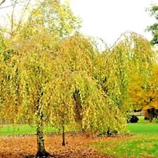 Youngs weeping birch for sale  Beachwood