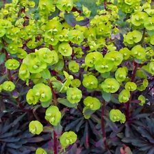 Euphorbia purpurea 9cm for sale  GLASGOW