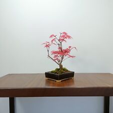 Japanese deshojo maple for sale  DERBY