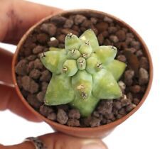 Used, MYRTILLOCACTUS GEOMETRIZANS cv FUKUROKURYUZINBOKU N5 for sale  Shipping to South Africa