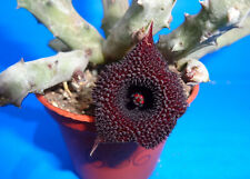 Huernia pendurata, 2 unrooted stem , Phyto available for sale  Shipping to Canada