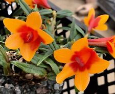 Dendrobium species cuthbert gebraucht kaufen  Hochfeld,-Uni-/Antonsviertel