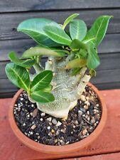 Adenium arabicum hybrid for sale  LEAMINGTON SPA