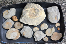 Fossilen ammoniten jura gebraucht kaufen  Völklingen