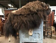 Rare huge taxidermy for sale  KINGSWINFORD