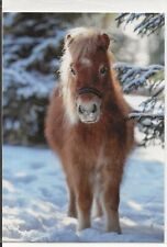 Cartão postal de cavalo -- cavalo miniatura americano - na neve  comprar usado  Enviando para Brazil