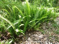 Tuberous sword fern for sale  Haines City