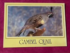 Gambel quail postcard for sale  Billings
