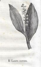 Stampa antica FIORE LAUROCERASO botanica Cosmorama 1842 Antique print, usato usato  Lecco