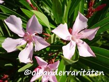 Oleander cuttings atlas for sale  Shipping to Ireland