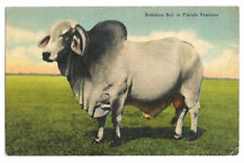 Brahman bull postcard for sale  USA