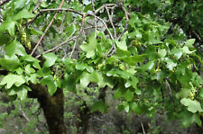 Acer monspessulanum acero usato  Napoli