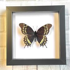The Mercedes Swallowtail Butterfly (Papilio warscewiczii) Box Display Frame Case for sale  Shipping to South Africa