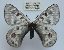 parnassius for sale  Shipping to South Africa