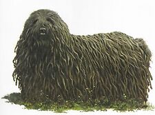 Puli custom matted for sale  Tampa