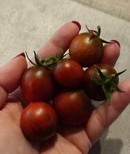 Graines tomates cerises d'occasion  Vic-Fezensac