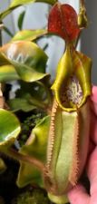 Nepenthes veitchii murud gebraucht kaufen  Ensen