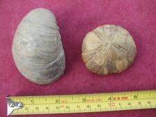 Fossil sea urchin for sale  WANTAGE