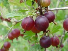 1 Pixwell Gooseberry live rooted starter plant, edible Shrub zones 3-8. for sale  Shipping to South Africa