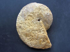 Strigoceras languidum ammonit gebraucht kaufen  Salem