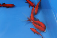 Pond fish varieties for sale  ILKESTON