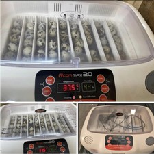 bantam eggs for sale bantam eggs for sale BRADFORD