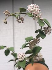 Hoya nummularioides cutting for sale  WARRINGTON